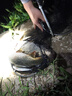 富源百川317二代綜合魚竿鯽魚竿鯉魚臺釣手桿釣魚桿碳素超輕超硬魚桿4.5m 曬單實拍圖