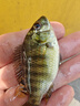 劉志強金袖子線雙鉤成品正品綁好魚鉤防纏無倒刺新關(guān)東袖鉤鯽魚鉤 金袖有刺50cm【鉤6+線1.0】 曬單實拍圖