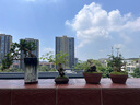 造景鮮活苔蘚微景觀青苔景觀植物鋪面短絨小灰蘚搭配庭院桌面盆栽 紗布苔蘚 紗布小灰蘚16*10cm-5片裝/盒 曬單實(shí)拍圖