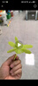 彌鹿（MiDeer）積木拼裝手工diy拼插玩具男孩女孩禮物透彩雪花片-200pcs家居裝飾 曬單實(shí)拍圖