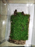 LISM爬寵墊材苔蘚鮮活青苔綠植短絨白發(fā)苔蘚真草皮微景觀生態(tài)水缸植物 新鮮（雙層）一盒 曬單實拍圖