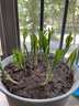 鈴蘭花苗帶芽帶根盆栽種球進(jìn)口耐寒室內外花卉綠植四季播種開(kāi)花 優(yōu)質(zhì)鈴蘭22棵+肥料【開(kāi)花爆盆】 曬單實(shí)拍圖