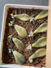 仙兔仙兔椰殼蘭花植料粗椰殼椰磚營(yíng)養(yǎng)土脫鹽石斛月季花土蝴蝶蘭專用土 仙兔大塊粗椰殼磚【8斤】泡發(fā)40L 曬單實(shí)拍圖