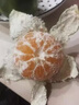 黃六爺 云南蜜桔早熟青皮橘子9斤酸甜新鮮桔子應(yīng)季孕婦水果無籽綠皮橘子 3斤 【小果】頭茬現(xiàn)摘 曬單實拍圖
