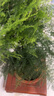 開時(shí)果 大文竹盆栽老樁精品植物 大棵文竹室內(nèi)大型綠植盆景源頭直發(fā)包郵 5年大文竹+原土球發(fā)貨/約40-50cm 曬單實(shí)拍圖