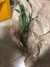 劉閣蘭花蘭花苗盆栽夏帶花苞發(fā)貨名貴花卉 金秋歲月四季開(kāi)花綠植室內香蘭 妃子笑3苗帶簡(jiǎn)易盆土肥，說(shuō)明書(shū) 曬單實(shí)拍圖
