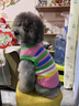 MIKI PAD狗狗衣服春秋條紋針織背心貓咪衣服小型犬夏天透氣比熊泰迪雪納瑞 彩虹條紋毛衣 XS 胸圍30cm（參考體重1-3斤） 曬單實(shí)拍圖