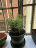 京厽重瓣太陽(yáng)花盆栽苗大花帶根帶花苞四季開花植物室內(nèi)室外好養(yǎng)花卉 混色重瓣   30棵 9-12色 帶根送 不含盆 曬單實(shí)拍圖