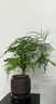 文竹盆栽室內(nèi)客廳植物花卉辦公室綠植桌面凈化空氣創(chuàng)意小盆景原盆 精選小文竹【15-22cm高】1盆+舍得+圓托 曬單實(shí)拍圖