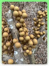 青皮涌泉蜜桔京營(yíng)自東新鮮水果現(xiàn)摘青皮橘子酸甜薄皮小蜜桔水果 9斤 凈重8.5斤 甄選裝 曬單實(shí)拍圖