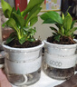 綠有意金鉆盆栽植物水培綠植花卉多肉辦公室內(nèi)去吸除甲醛鉑金鉆綠公主 【4盆推薦】繁星吸水盆+肥 含盆 曬單實(shí)拍圖
