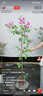 艾美特（AIRMATE）【360°循環(huán)】空氣循環(huán)扇電風(fēng)扇家用大風(fēng)量電扇臺式落地扇小風(fēng)扇語音智能輕音換氣風(fēng)扇 FA18-SRD161 曬單實拍圖