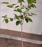 柿子樹(shù)苗庭院柿子大樹(shù)無(wú)核脆甜陽(yáng)豐太秋柿子樹(shù)果苗南北方種植柿樹(shù) 農戶(hù)推薦3年苗適合大面積種植 曬單實(shí)拍圖