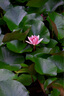 適馬SIGMA 24-70 18-35/200 17-50/70 14-24二手鏡頭人像廣角鏡頭 適馬18-200f3.5-6.3OSC版三代 佳能口 曬單實拍圖
