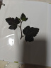 美浣植物標本收集冊干花壓花樹(shù)葉昆蟲(chóng)標本冊葉子四葉草楓葉收納本diy覆膜粘貼相冊手工制作自粘活頁(yè)夾 小號A5【20張】40面-小時(shí)光 曬單實(shí)拍圖