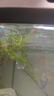 黑殼蝦活體觀(guān)賞花腰蝦除藻蝦辣椒蟹淡水魚(yú)草缸蝦蘋(píng)果螺清潔蝦工具 除藻2-3厘米花腰蝦9只包活7只 曬單實(shí)拍圖