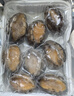 鮮活大鮑魚 大號鮑魚鮮活冷凍生鮮貝類海鮮水產(chǎn)燒烤火鍋食材 2斤實惠裝 曬單實拍圖
