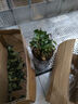 無花苞金魚花吊蘭盆栽四季開花綠植室內陽臺耐寒熱植物 （聚財金魚)混色原盆栽好 曬單實拍圖