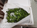 【送沙拉醬】新鮮冰草冰菜沙拉菜火鍋即食生吃生菜送沙拉醬西餐廳 新鮮冰草4斤 曬單實拍圖