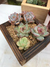 迎虞花苑【帶香味】多肉植物紅霜勞爾百合麗麗藍豆福娘盆栽易養(yǎng)活 勞爾3-4頭群塑料盆 曬單實拍圖