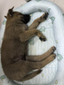 BNBNO夏狗窩中小型犬四季通用可水洗狗狗夏天涼席睡墊寵物冰墊狗窩床 曬單實(shí)拍圖
