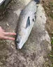 魚(yú)誘海釣餌料血蠶蛹海竿磯釣路亞專(zhuān)用釣魚(yú)魚(yú)餌四季釣海鱸石斑海狼金槍 一瓶【連桿爆護(hù) 專(zhuān)攻巨物】 海竿鯽魚(yú)鯰魚(yú)路滑餌料專(zhuān)釣翹嘴 曬單實(shí)拍圖