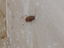 諾優(yōu)寵強(qiáng)力滅蟑螂藥殺蟲餌劑小德國殺蠊藥膏呋蟲咹小屋粉蟑螂噴霧殺蟲劑 【1瓶裝】殺蟲劑1瓶 曬單實(shí)拍圖