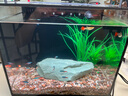 坤寧王魚(yú)缸背濾一體缸自循環(huán)免換水超白玻璃家用小型缸造景生態(tài)全自動(dòng)缸 曬單實(shí)拍圖