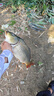 沃鼎王者神劍旗艦版釣魚竿碳纖維超輕量大物竿魚桿臺釣手竿7.2米 5.5H 曬單實拍圖