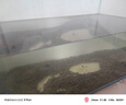 逸樂寵魚缸水草泥造景鋪底砂水族造景套餐水草種子基肥不渾水魚缸底沙 升級凈水版水草泥1斤+（基肥+種子） 曬單實拍圖