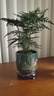 文竹盆栽植物室內(nèi)花卉盆景客廳辦公室桌面小綠植好養(yǎng)云竹四季常青 精品文竹+旭日東升瓷盆+圓底托+苔蘚 曬單實(shí)拍圖