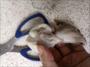 小八爪魚新鮮冷凍去牙去臟去牙去臟迷你章魚鮮活冷凍水產(chǎn) 三去八爪魚 500g(凈重)  15個左 【3袋】 曬單實拍圖
