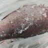 跑山密水農(nóng)家【冰鮮】水庫(kù)胖頭魚(yú)5斤 新鮮花鰱 現(xiàn)殺活魚(yú)燒烤 寶寶食材源頭直發(fā) 曬單實(shí)拍圖