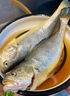 尚致冰鮮黃花魚(yú)青島新鮮大黃魚(yú)生鮮黃魚(yú)鮮活冷凍特大深海魚(yú)海鮮禮盒 特大黃花魚(yú)2斤/條【1條】?jī)糁?曬單實(shí)拍圖