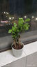 沭之美茉莉花盆栽花卉植物室內(nèi)客廳陽臺 茉莉5株+塑料螺紋盆 源頭直發(fā) 曬單實拍圖