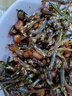 新鮮小魚(yú)干帶頭海燕魚(yú) 帶頭海燕魚(yú)500g 曬單實(shí)拍圖