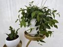 雅韻閣花鏡鉆石翡翠吊蘭室內(nèi)植物名貴家中電視柜旁邊綠植好養(yǎng)活四季常青 鉆石翡翠【豎紋圓瓷花器】 帶盆栽好 曬單實(shí)拍圖