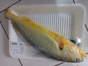 深海野游大黃魚1條(500-600g) 曬單實(shí)拍圖