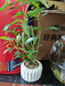 八芽小葉梔子花盆栽開花植物室內(nèi)桌面茶幾好養(yǎng)花卉綠植辦公室凈化空氣 小葉梔子花-陶瓷豎紋盆 帶盆栽好 曬單實拍圖