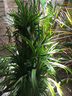 花兮繪龍血樹客廳綠植多頭龍須樹龍鐵樹客廳綠植室內(nèi)大型龍血樹植物盆栽 精品多頭龍血樹1.3-1.4米+膠盤-18年老樁 曬單實(shí)拍圖