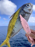 漁大師海釣餌料面餌血蠶蛹海竿磯釣路亞專用釣海魚餌料泥猛黑鯛石斑烏頭 1瓶【血蠶】海釣通殺 專攻大物 曬單實(shí)拍圖