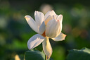 銘匠500mm F6.3全畫幅超遠(yuǎn)攝長(zhǎng)焦鏡頭適用于X卡口E卡口Z卡口RF卡口L卡口相機(jī)銘匠500f6.3定焦鏡頭 黑色 尼康Z卡口 曬單實(shí)拍圖