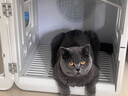 寵智迪智能恒溫寵物烘干箱貓咪狗狗洗澡烘干機寵物吹毛吹水烘干神器家用 70L尊享款【六面風(fēng)+自動(dòng)開(kāi)門(mén)】 曬單實(shí)拍圖