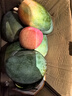 京鮮生 攀枝花凱特芒 凈重8.5斤 帶箱9斤 單果600g+ 生鮮水果 源頭直發(fā) 曬單實(shí)拍圖