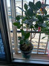 香妃茶花山茶花樹(shù)苗盆栽花卉植物四季開(kāi)花陽(yáng)臺(tái)庭院耐寒濃香老樁 【花期帶花苞】香妃茶40-50cm原土1顆 曬單實(shí)拍圖