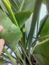 天堂鳥大型綠植盆栽 天堂鳥1.4-1.5米【梯形樹脂盆】 曬單實拍圖