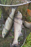漢鼎一號(hào)6代魚(yú)竿超輕手竿4.5米臺(tái)釣竿鯽魚(yú)竿碳纖維手桿 綜合4.5米 曬單實(shí)拍圖