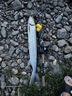 達(dá)億瓦（DAIWA） 21/25新款A(yù)LPHAS SV/BF TW 阿爾法路亞海釣魚線水滴輪微物輪 SV 800S-HL(淺線杯 左手7.1速) 曬單實(shí)拍圖
