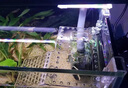 米聆烏龜高水位亞克力曬臺(tái)魚缸烏龜曬背爬臺(tái)龜缸造景浮島烏龜休息平臺(tái) 亞克力掛鉤曬臺(tái)小號(hào)+送龜糧 曬單實(shí)拍圖