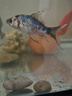 錦鯉魚活體觀賞魚活魚小型易養(yǎng)冷水淡水魚小魚苗錦鯉金魚好看錦鯉 8-10cm 六色錦鯉套餐6條 曬單實拍圖